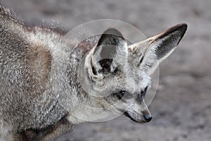 Bat Eared Fox