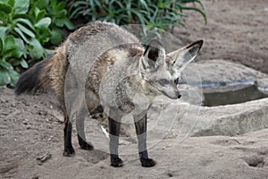 Bat Eared Fox
