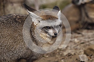 Bat-eared fox