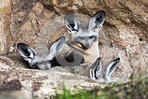 Bat-eared fox