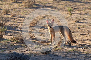 Bat eared fox