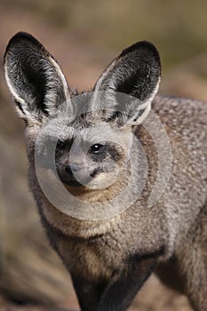 Bat-eared fox