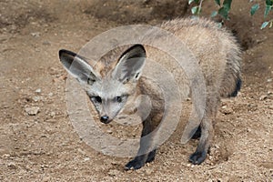 Bat-eared Fox