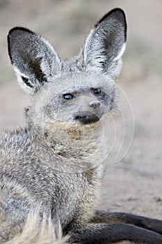 Bat Eared Fox