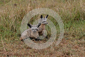 Bat-eared fox