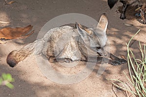 Bat-eared fox