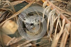 Bat eared fox