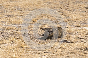 Bat-eared fox