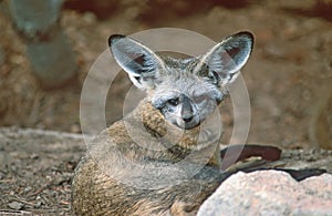 Bat-eared Fox.