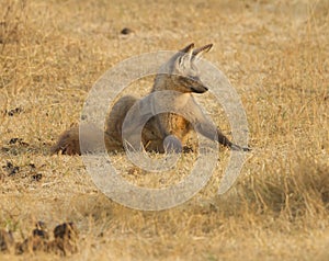 Bat-eared fox