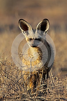 Bat-eared fox