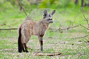 Bat-Eared Fox alert pose.