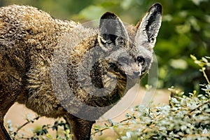 Bat-eared fox alertly posed in a grassy and shrubby setting