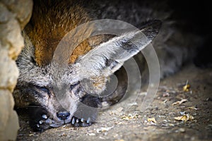 Bat-eared fox also known as Otocyon megalotis sleeping in a cave