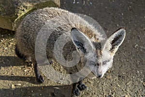 Bat eared fox close up portrait