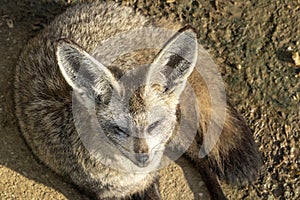 Bat eared fox close up portrait