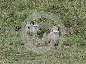 Bat eared fox cubs