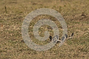 Bat Eared Fox Cubs in Den