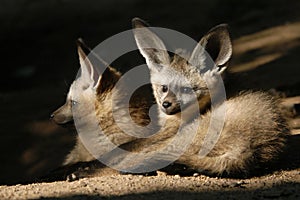 Bat-eared fox cubs