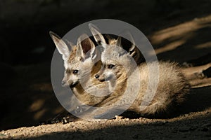 Bat-eared fox cubs