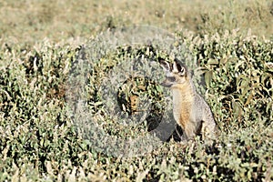 Bat-eared fox hunting