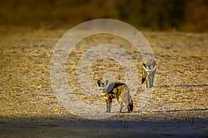 Bat-eared fox in Kgalagadi transfrontier park, South Africa