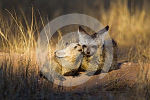 Bat-eared Fox mom and her cubs get some sun at the entrance to their burrow in the Kalahari desert