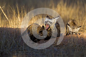 Bat-eared Fox mom and her cubs get some sun at the entrance to their burrow in the Kalahari desert