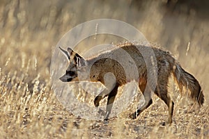 Bat-eared fox in natural habitat