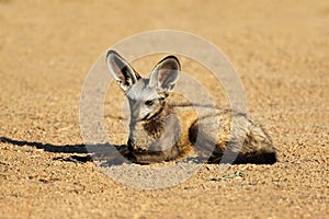 Bat-eared fox in natural habitat photo