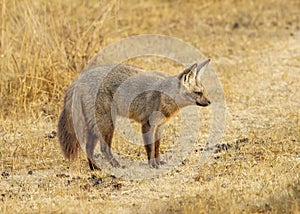 Bat-eared fox Otocyon megalotis