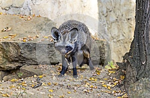 Bat-eared fox Otocyon megalotis