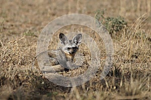 Bat-eared fox , Otocyon megalotis