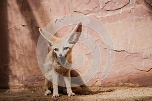 Bat-eared fox (Otocyon megalotis).