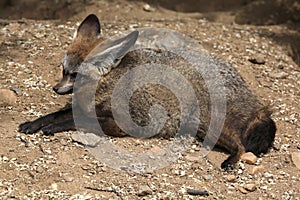 Bat-eared fox (Otocyon megalotis).