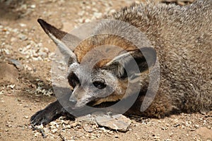 Bat-eared fox (Otocyon megalotis).