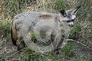 Bat-eared fox (Otocyon megalotis).