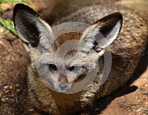 Bat-Eared Fox Otocyon megalotis