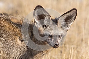 Bat-eared fox Otocyon megalotis