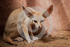 Bat-eared fox (Otocyon megalotis).