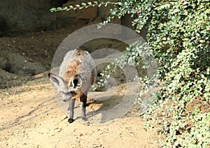 Bat-eared fox photo