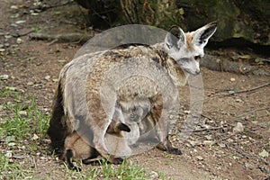 Bat-eared fox