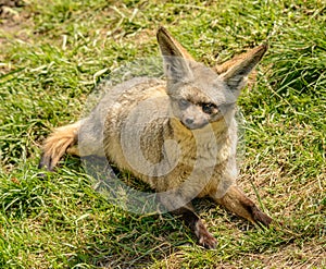 Bat eared fox otocyon megalotis laying on the grass