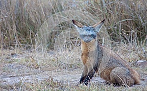 Bat-eared fox Otocyon megalotis sitting in grass