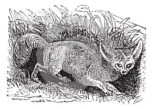Bat-eared Fox or Otocyon megalotis, vintage engraving