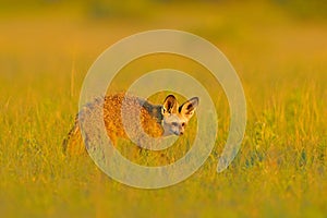 Bat-eared fox, Otocyon megalotis, wild dog from Africa. Rare wild animal, evening light in the grass. Wildlife scene, Okavango