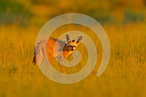 Bat-eared fox, Otocyon megalotis, wild dog from Africa. Rare wild animal, evening light in the grass. Wildlife scene, Okavango