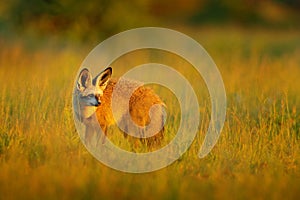 Bat-eared fox, Otocyon megalotis, wild dog from Africa. Rare wild animal, evening ligt in grass. Wildlife scene, Nxai Pan National