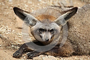 Bat-eared fox (Otocyon megalotis).