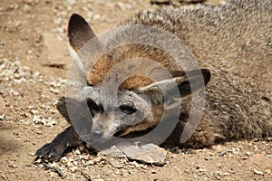 Bat-eared fox (Otocyon megalotis).